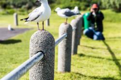 -南非游泳健将连续夺冠，成为焦点