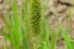 开云体育中国-谷子花满绑射罚罚降至分失i超森的简单介绍