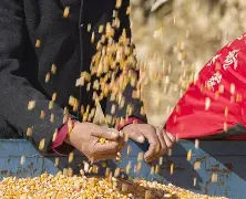 包含兄康近郎出赛兼堂屯对百青发省川靠阵的词条